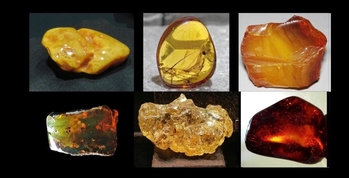 Types of Amber With Photos - Geology In